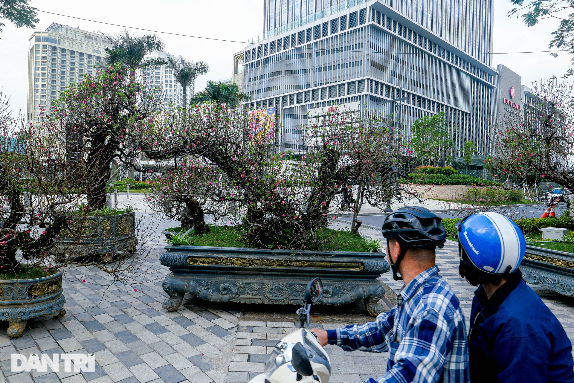 Gốc đào khủng, giá cho thuê 200 triệu đồng dịp Tết ở Hà Nội-6