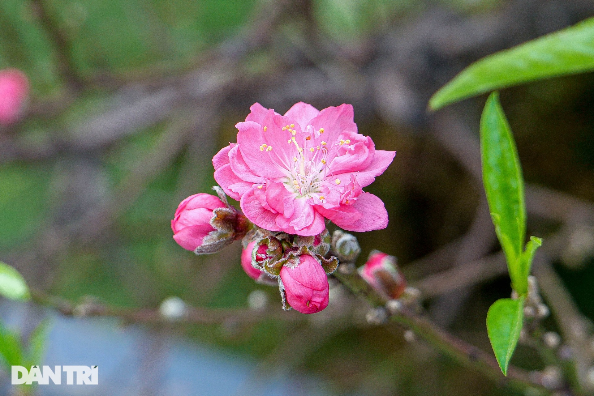 Gốc đào khủng, giá cho thuê 200 triệu đồng dịp Tết ở Hà Nội-7