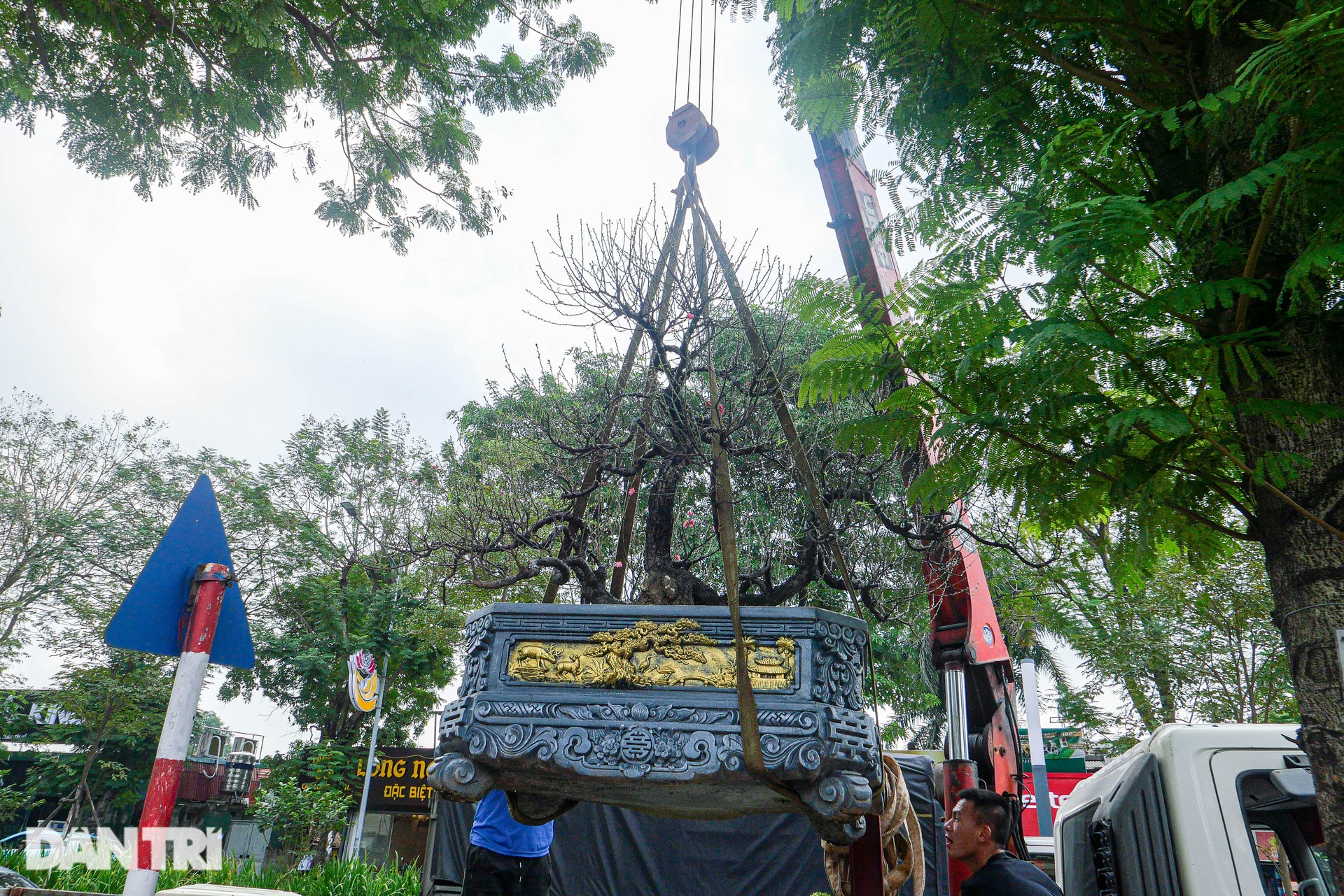 Gốc đào khủng, giá cho thuê 200 triệu đồng dịp Tết ở Hà Nội-8