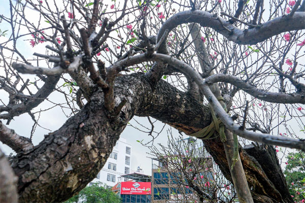 Gốc đào khủng, giá cho thuê 200 triệu đồng dịp Tết ở Hà Nội-2
