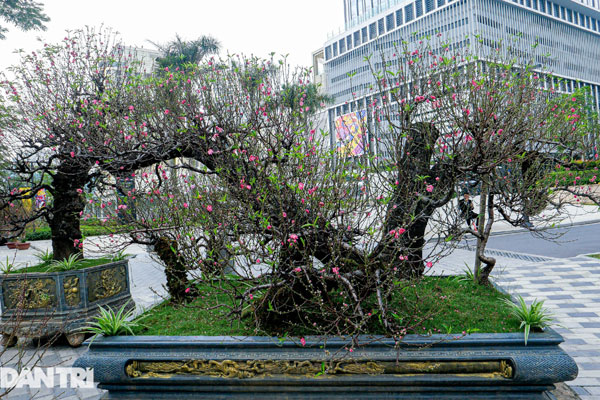 Đào huyền Nhật Tân giá tiền triệu hút khách dịp Tết Giáp Thìn-13