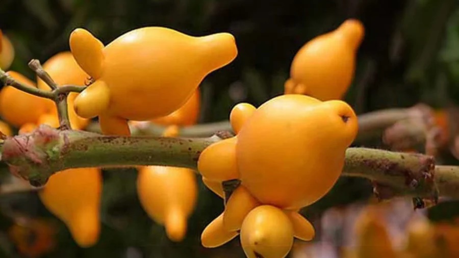 Có nên trưng cây dư thừa, thắp hương quả dư thừa đón Tết nguyên đán? Chuyên gia cảnh báo cẩn thận mất tài lộc-1