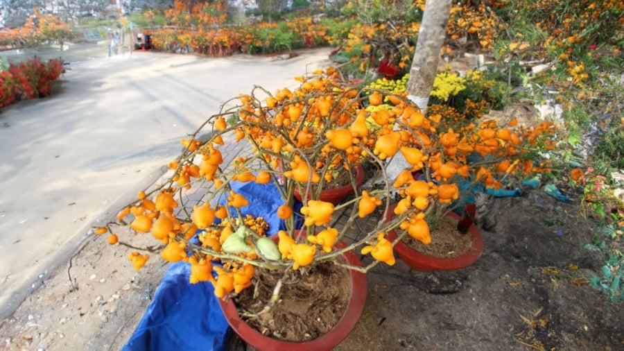 Có nên trưng cây dư thừa, thắp hương quả dư thừa đón Tết nguyên đán? Chuyên gia cảnh báo cẩn thận mất tài lộc-2