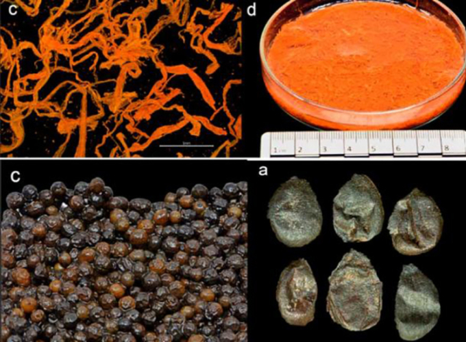 Đang lặn dưới biển, nhà khảo cổ giật mình phát hiện thủy quái” núp trong con tàu đắm 500 tuổi-4