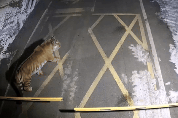 Clip: Hổ dữ hung hăng lao ra định tấn công du khách và cái kết-1