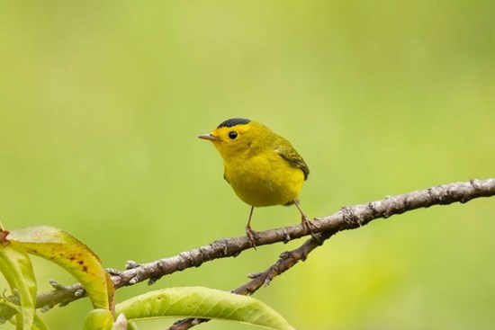 Tết Nguyên đán, 4 con giáp có bước ngoặt lớn, vượng vận quý nhân, năm mới thăng tiến, phát tài