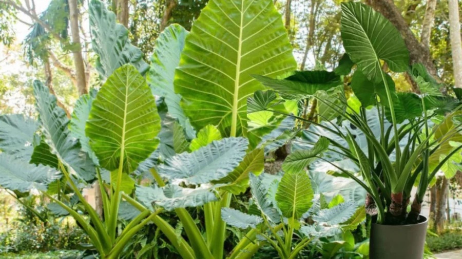 Đón năm mới dù giàu hay nghèo cũng nên trồng 1 cây này, dễ sống lại hút tài lộc cực hợp phong thủy 2024-1