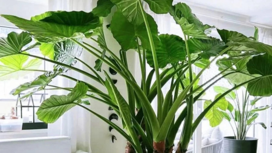 Đón năm mới dù giàu hay nghèo cũng nên trồng 1 cây này, dễ sống lại hút tài lộc cực hợp phong thủy 2024-2