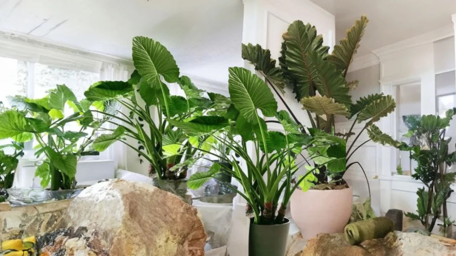 Đón năm mới dù giàu hay nghèo cũng nên trồng 1 cây này, dễ sống lại hút tài lộc cực hợp phong thủy 2024-3