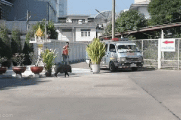 Clip: Lợn rừng xếp hàng trật tự qua đường gây kinh ngạc-1