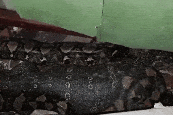 Nghe tiếng động dưới bếp, cụ bà xuống kiểm tra thì thấy cảnh nổi da gà