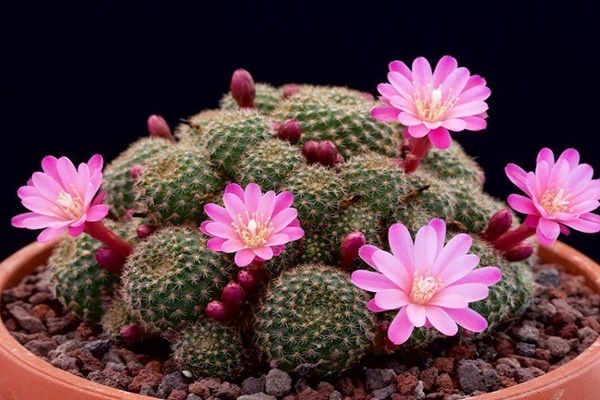 Loại hoa nào nên bày trên bàn thờ ngày Tết giúp thu hút tài lộc? Hoa cắm số chẵn hay số lẻ mới đúng?-10