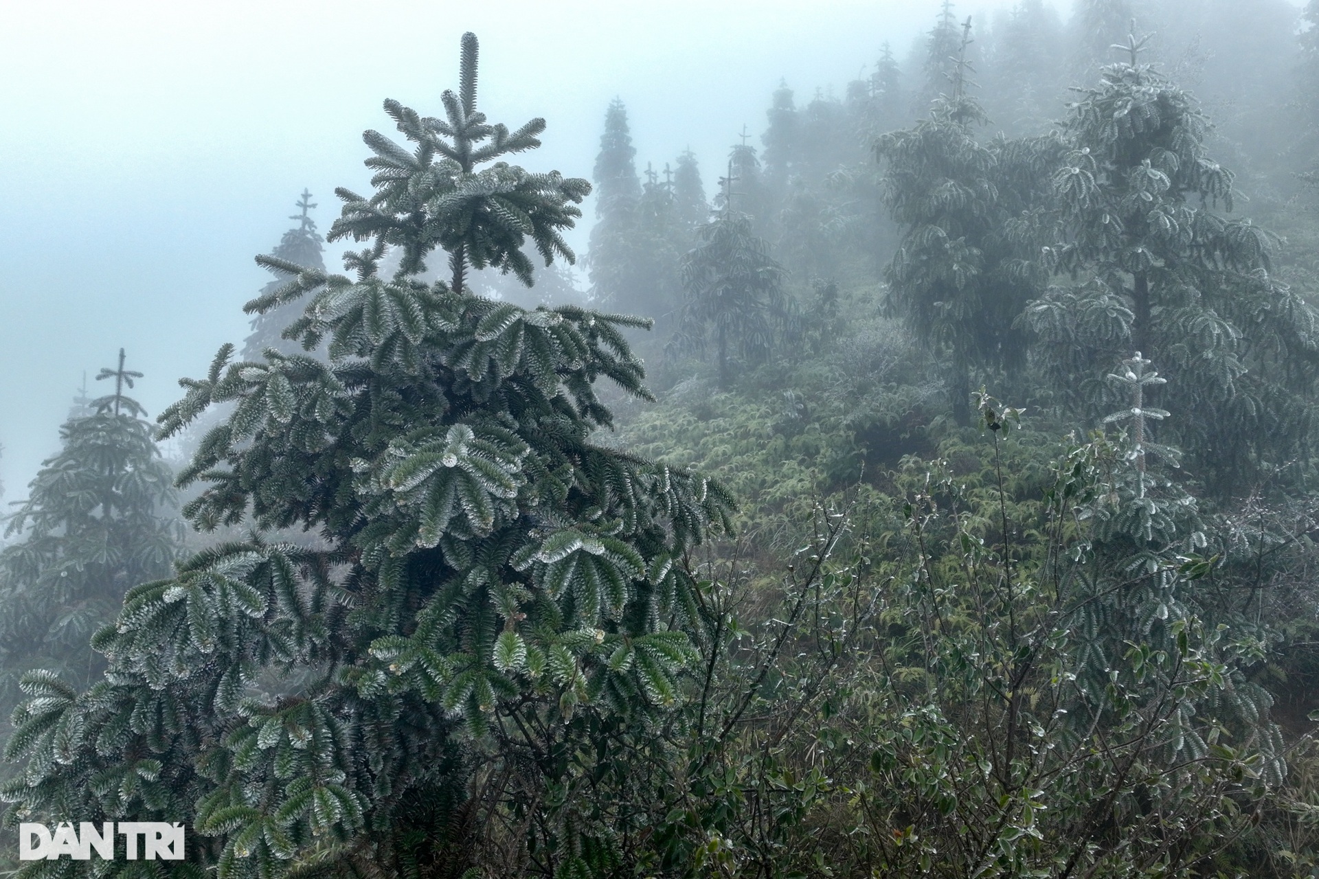 Hình ảnh băng giá phủ trắng núi đồi Y Tý-4