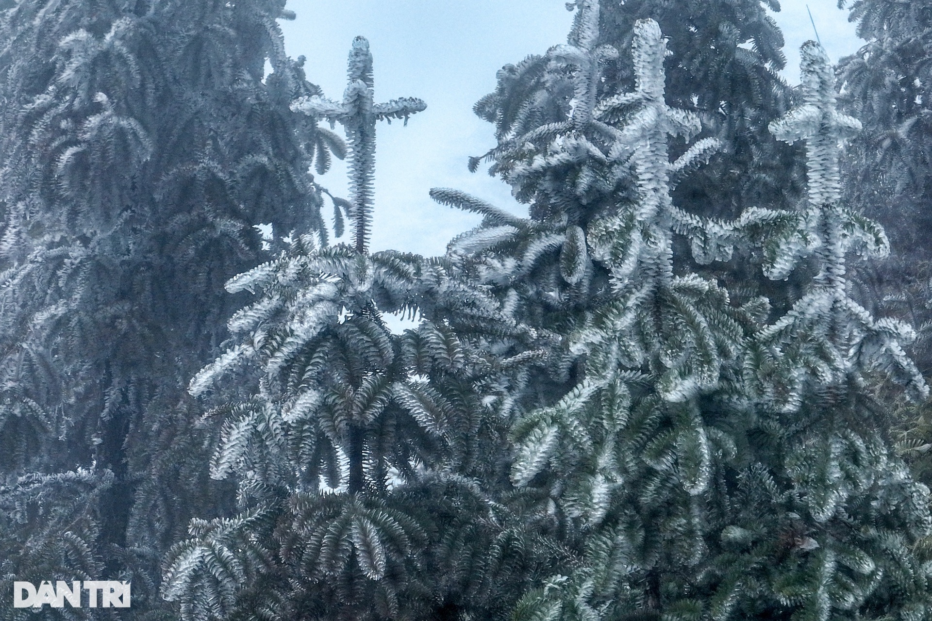 Hình ảnh băng giá phủ trắng núi đồi Y Tý-5