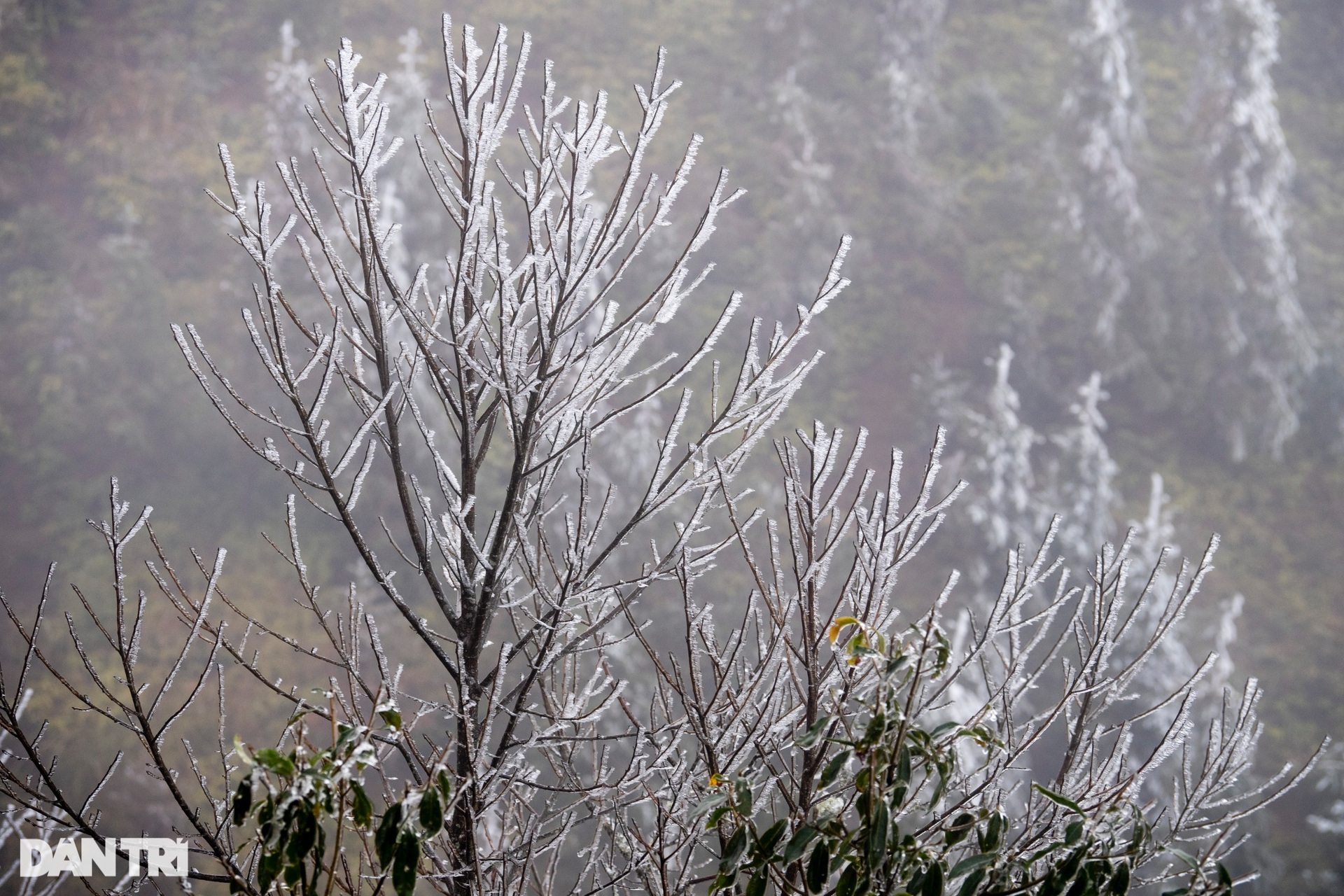 Hình ảnh băng giá phủ trắng núi đồi Y Tý-6