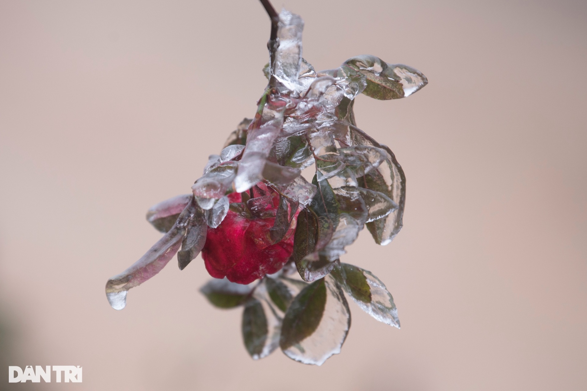 Hình ảnh băng giá phủ trắng núi đồi Y Tý-7