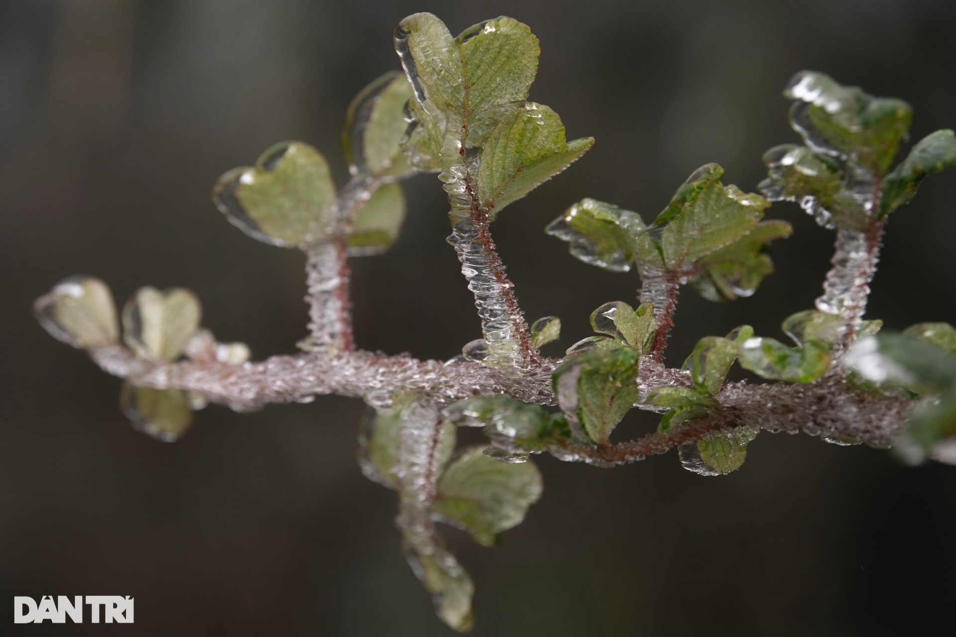 Hình ảnh băng giá phủ trắng núi đồi Y Tý-8