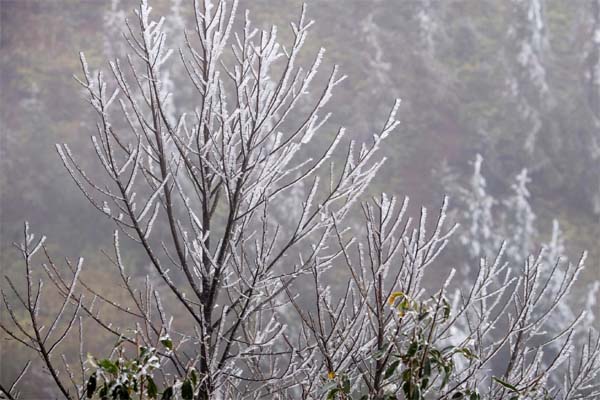 Nghi án người đàn ông tự tử sau khi sát hại vợ cũ: Công an Trà Vinh thông tin-2