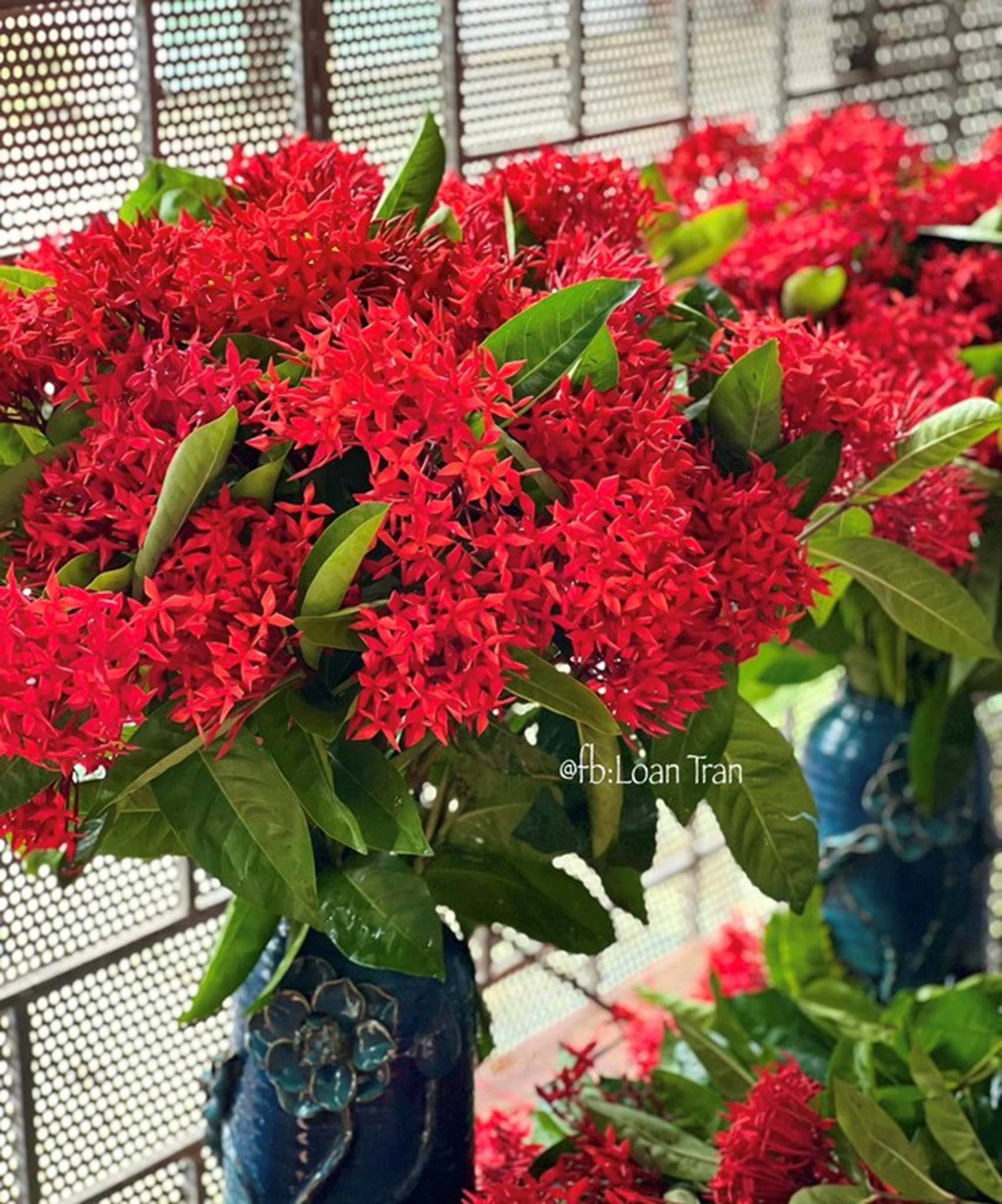 Loại hoa nào nên bày trên bàn thờ ngày Tết giúp thu hút tài lộc? Hoa cắm số chẵn hay số lẻ mới đúng?-9