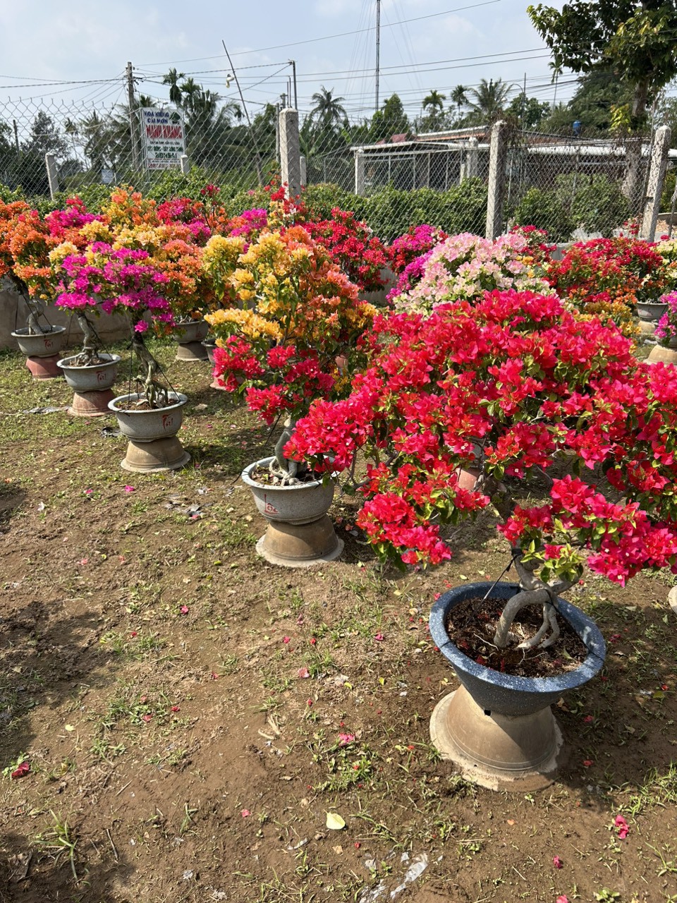 Loại hoa đủ màu sắc hút khách, người đàn ông chốt ngay hàng trăm chậu-3