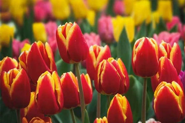 Sau Rằm tháng Chạp Thần Tài nhả vía, 3 con giáp được hưởng lộc tha hồ hốt bạc-3