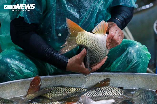 Những bàn tay khiêng đá, bắt cá mưu sinh trong giá rét 9 độ C ở Hà Nội-9