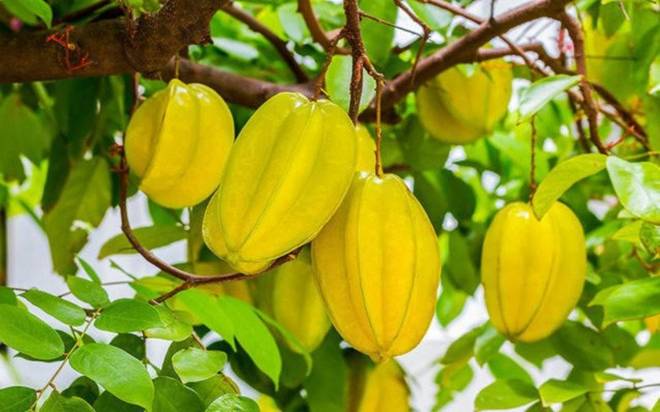 Trồng một cây khế trước nhà con cháu lắm phúc nhiều lộc? Người tuổi nào hợp trồng cây khế nhất?-1