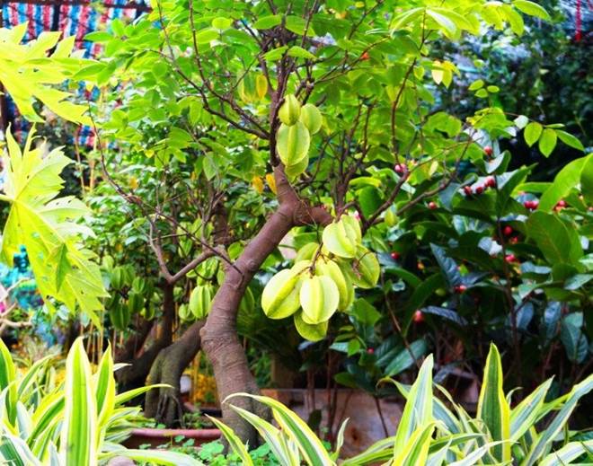 Trồng một cây khế trước nhà con cháu lắm phúc nhiều lộc? Người tuổi nào hợp trồng cây khế nhất?-3