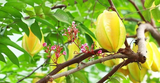 Trồng một cây khế trước nhà con cháu lắm phúc nhiều lộc? Người tuổi nào hợp trồng cây khế nhất?-4