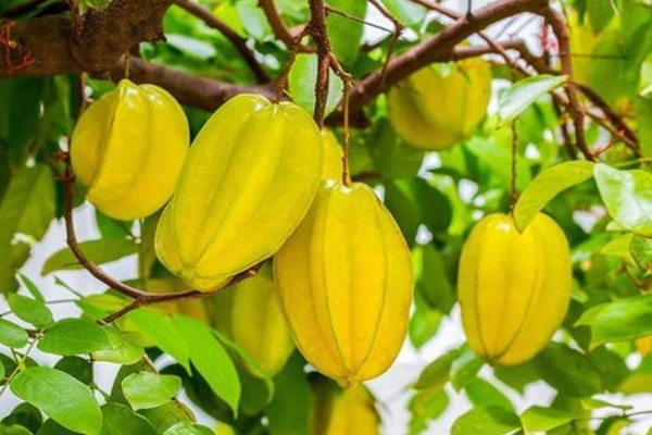 Tỉa chân nhang trước hay sau khi cúng ông Công ông Táo mới không phạm kỵ?-3