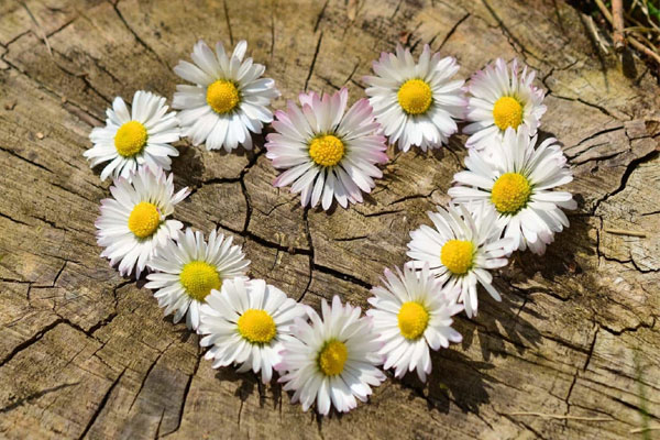 Vận mệnh của 3 con giáp Tam hợp năm 2024: Tỵ tỏa sáng, Dậu thịnh vượng, Sửu cần cẩn trọng hơn-4