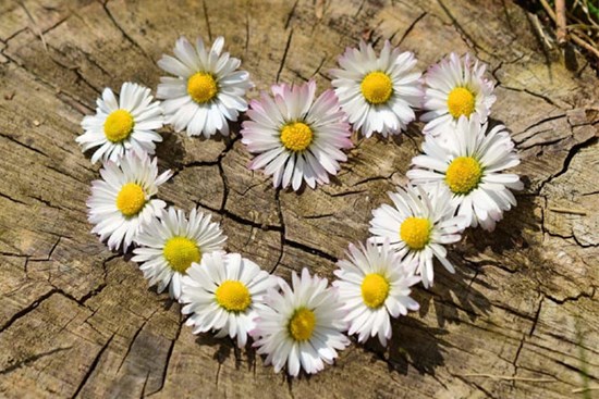 Tử vi ngày 26/1/2024: Tuổi Tỵ tình duyên viên mãn, tuổi Mão thị phi đeo bám