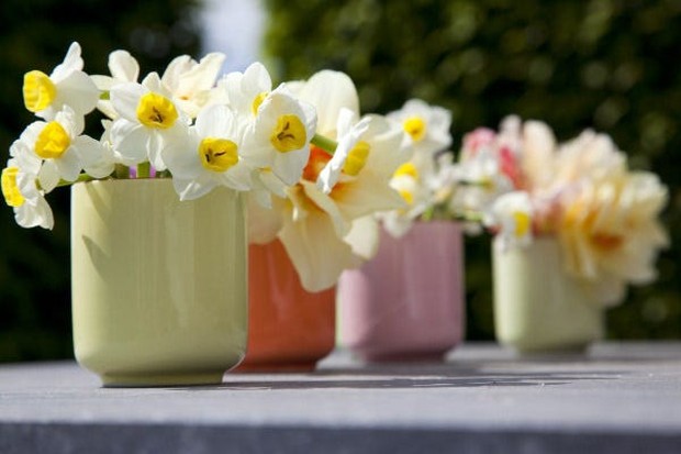 Cẩn thận các loại hoa trưng bày trong ngày Tết có thể gây dị ứng cho gia đình-6