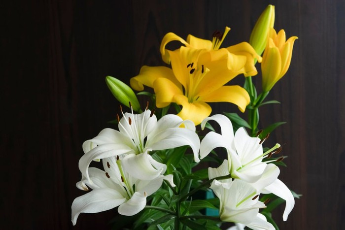 Cẩn thận các loại hoa trưng bày trong ngày Tết có thể gây dị ứng cho gia đình-3