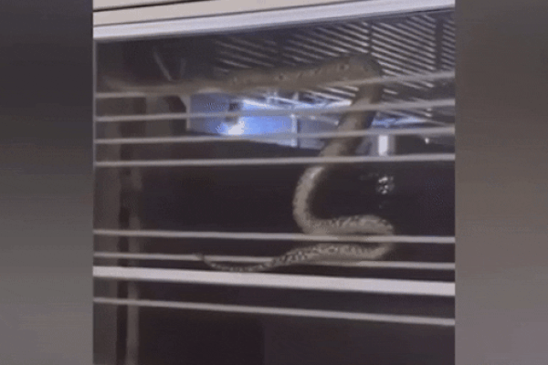 Khoảnh khắc người dân nhảy khỏi tòa chung cư đang bốc cháy-1