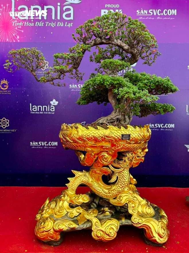 Mãn nhãn bộ đôi cây cảnh Tết giá gần 6 tỷ đồng-2