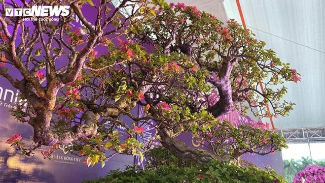 Mãn nhãn bộ đôi cây cảnh Tết giá gần 6 tỷ đồng-5