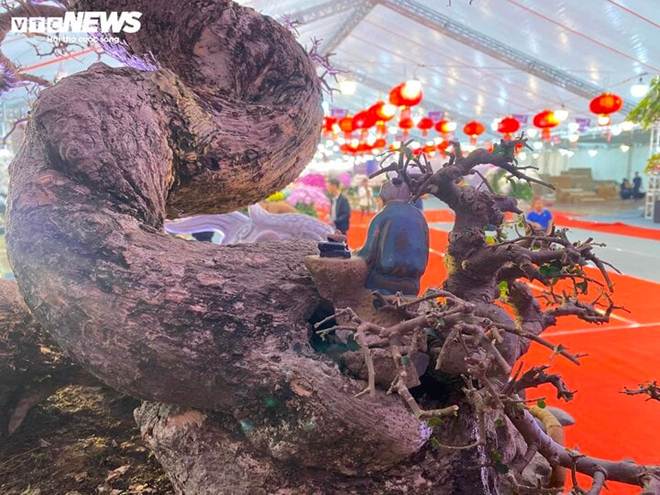 Mãn nhãn bộ đôi cây cảnh Tết giá gần 6 tỷ đồng-8