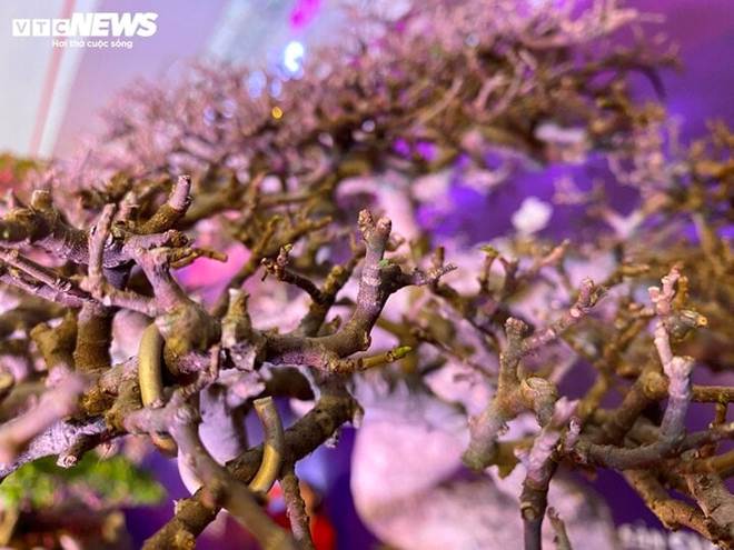 Mãn nhãn bộ đôi cây cảnh Tết giá gần 6 tỷ đồng-9