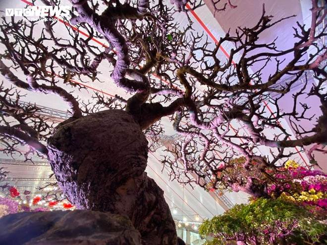 Mãn nhãn bộ đôi cây cảnh Tết giá gần 6 tỷ đồng-10