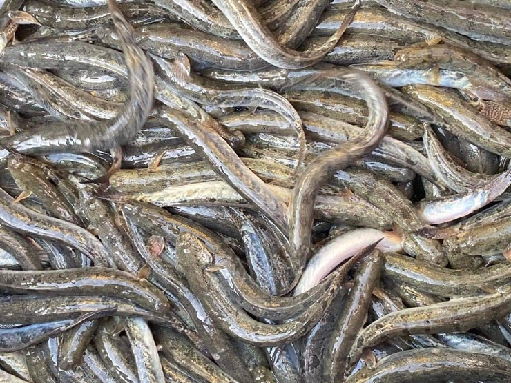 Loại cá bé bằng đầu ngón tay tăng giá cao dịp Tết, dân buôn ngày bán vài tạ-1