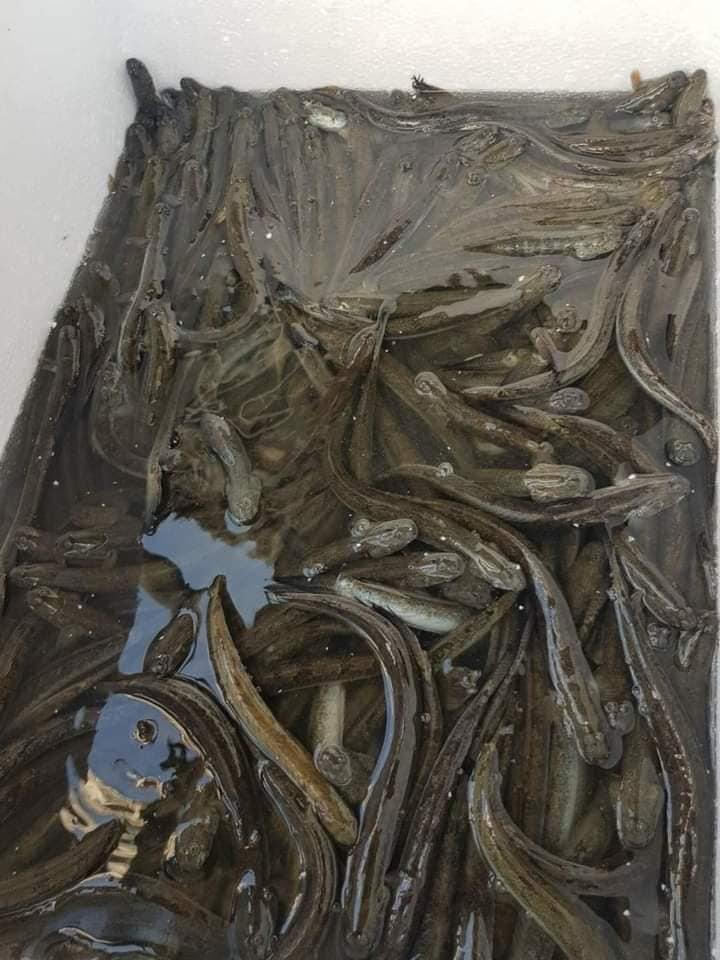 Loại cá bé bằng đầu ngón tay tăng giá cao dịp Tết, dân buôn ngày bán vài tạ-2