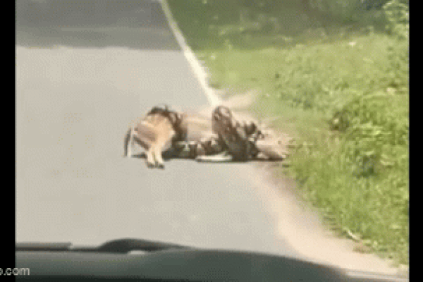 Clip: Hai ô tô va chạm kinh hoàng, nam cảnh sát bị hất văng-1