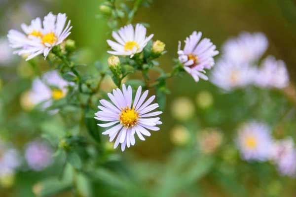 Năm Giáp Thìn 2024, 3 con giáp gặp hạn Tam tai, muốn hóa giải cần chú ý điều này-3