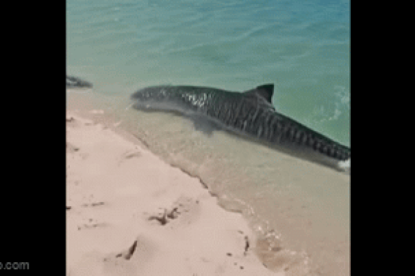 Clip: Cá mập hổ suýt mắc cạn trong cuộc truy đuổi rùa biển