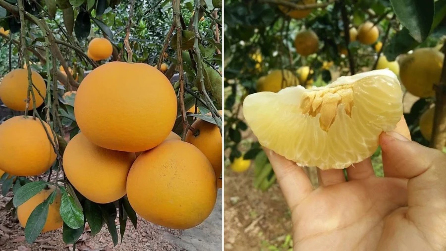 Người bán bưởi tiết lộ 5 mẹo chọn bưởi Diễn đúng chuẩn, ngọt lừ, tha hồ để dành ăn Tết-2