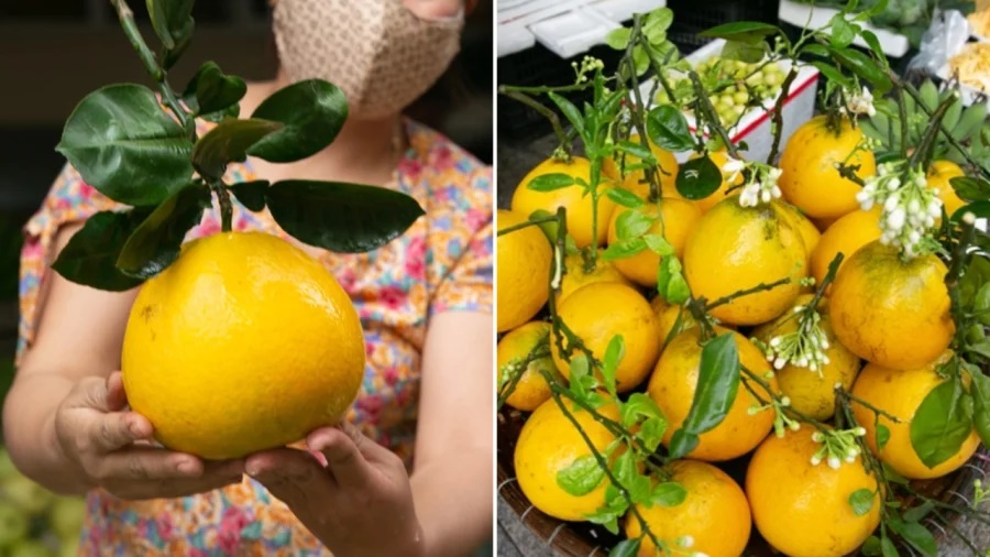 Người bán bưởi tiết lộ 5 mẹo chọn bưởi Diễn đúng chuẩn, ngọt lừ, tha hồ để dành ăn Tết-3