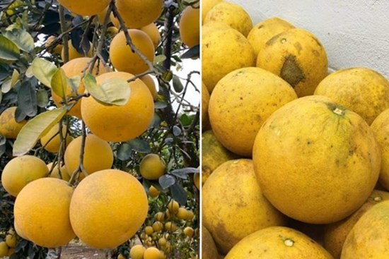 Người bán bưởi tiết lộ 5 mẹo chọn bưởi Diễn đúng chuẩn, ngọt lừ, tha hồ để dành ăn Tết