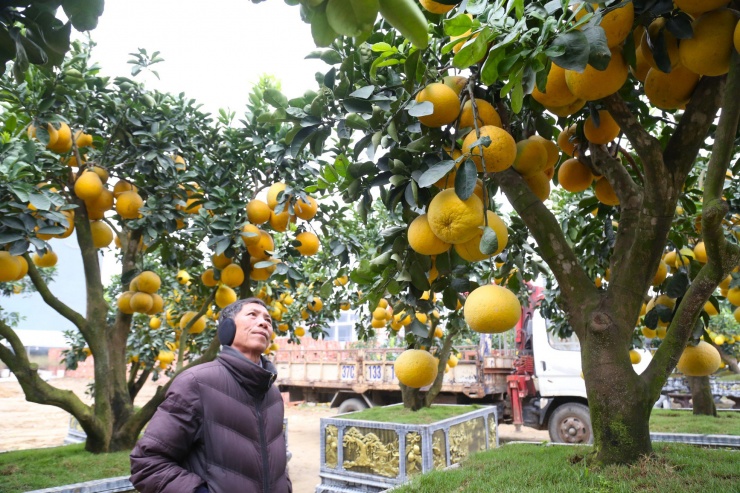 Cây bưởi Diễn thế Tam đa cao hơn 4m, giá 80 triệu đồng xuống phố chơi Tết-2