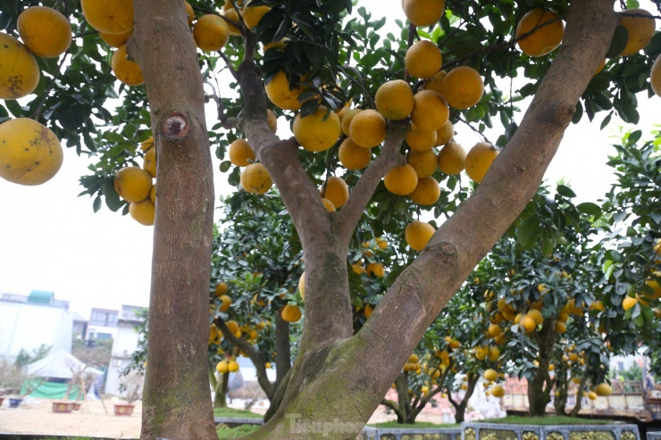 Cây bưởi Diễn thế Tam đa cao hơn 4m, giá 80 triệu đồng xuống phố chơi Tết-4